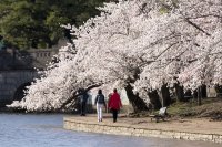 Японските вишни във Вашингтон цъфнаха (Снимки)