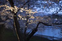 снимка 12 Японските вишни във Вашингтон цъфнаха (Снимки)