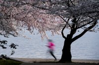 снимка 8 Японските вишни във Вашингтон цъфнаха (Снимки)