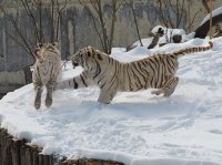Бенгалските тигри от столичния зоопарк се забавляват в снега