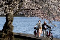 снимка 3 Японските вишни във Вашингтон цъфнаха (Снимки)