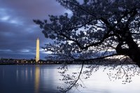 снимка 11 Японските вишни във Вашингтон цъфнаха (Снимки)