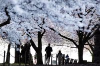 снимка 9 Японските вишни във Вашингтон цъфнаха (Снимки)