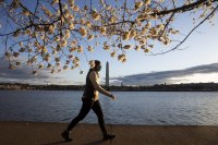 снимка 6 Японските вишни във Вашингтон цъфнаха (Снимки)