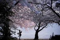 снимка 7 Японските вишни във Вашингтон цъфнаха (Снимки)