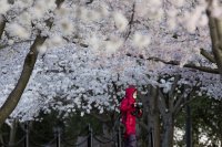 снимка 5 Японските вишни във Вашингтон цъфнаха (Снимки)