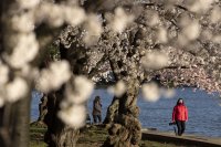 снимка 4 Японските вишни във Вашингтон цъфнаха (Снимки)