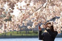 снимка 1 Японските вишни във Вашингтон цъфнаха (Снимки)