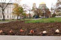 Започва пролетно засаждане на алейни дървета в София