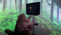 Мъск показа нов клип с маймуна, която играе компютърна игра (ВИДЕО)
