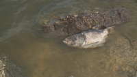 Мъртва риба изплува в езеро край село Николово