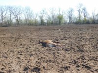Намериха убити елени в Разградско