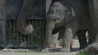 Новородено слонче в зоопарка в Мюнхен тъгува за публиката си