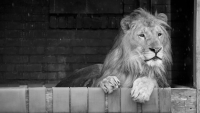 Почина лъвът Терез, спасен от зоокъта в Разград