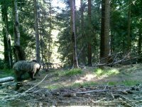 Учени заснеха четири мечки в Западните Родопи (Видео)