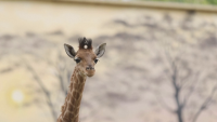 Бебе жираф се роди в зоопарк във Франция (СНИМКИ)