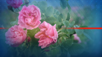 В Казанлък отбелязват празника на розата