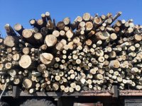 Спряха дейността в сечище на територията на ловно стопанство заради незаконна дървесина