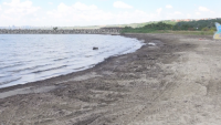 Плажуващи са недоволни от натрупването на водорасли на плаж "Сарафово"