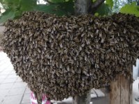 Спасиха голямо пчелно семейство в центъра на София
