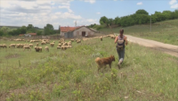 3 години по-късно: Повторни проби за чума по овцете в Болярово