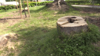 Жители на Кюстендил готвят протест заради премахването на опасни дървета
