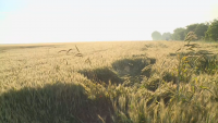 Житната реколта е пред провал заради дъждовете в Русенско