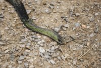 Зачестяват сигналите за змии във Варна