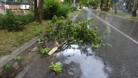 Съборени дървета и изпочупени клони след бурята в Пазарджишко