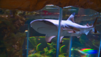 Две акули загинаха заради тесен аквариум в Природонаучния музей в Пловдив