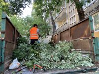 снимка 4 Десетки паднали дървета и сериозни щети по колите след бурята в Пловдив (Снимки)