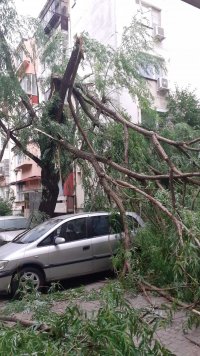 снимка 1 Десетки паднали дървета и сериозни щети по колите след бурята в Пловдив (Снимки)