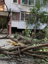 снимка 2 Десетки паднали дървета и сериозни щети по колите след бурята в Пловдив (Снимки)