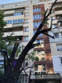 Десетки паднали дървета и сериозни щети по колите след бурята в Пловдив (Снимки)