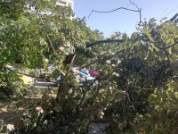 Над 20 сигнала за паднали дървета след бурята в Шумен