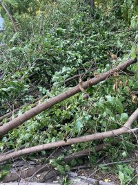 снимка 3 Десетки паднали дървета и сериозни щети по колите след бурята в Пловдив (Снимки)