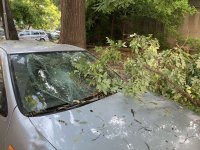 снимка 8 Десетки паднали дървета и сериозни щети по колите след бурята в Пловдив (Снимки)