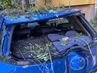снимка 6 Десетки паднали дървета и сериозни щети по колите след бурята в Пловдив (Снимки)
