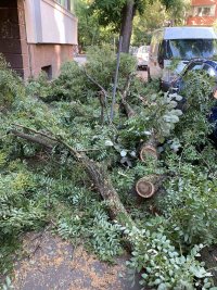 снимка 9 Десетки паднали дървета и сериозни щети по колите след бурята в Пловдив (Снимки)