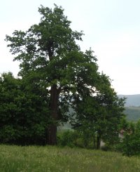 Обявиха 300-годишен цер за защитено дърво (СНИМКИ)