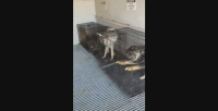 4 кучета бяха открити затворени в метален контейнер в Самоков