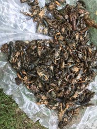 Стотици мъртви раци в Стара река в Карлово
