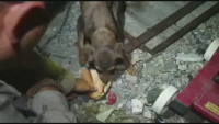 В Турция пожарите са под контрол - спасиха кучешко семейство изпод развалините