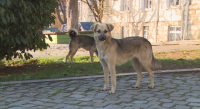 Глутници от бездомни кучета обикалят кварталите на Благоевград