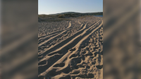 АТВ-та разрушават пясъчните дюни на Шофьорския плаж край Созопол