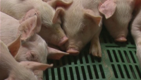 Свиневъдите искат спешна среща с министъра на земеделието