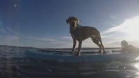 Надпревара с кучета на плажа се проведе в Хърватия