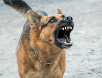 Община Русе ще плати 10 000 лв. обезщетение на пострадал при нападение от кучета