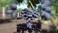 Най-едрият сорт грозде в света е в Русе