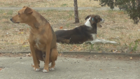 Квартал във Видин с подписка срещу агресивни кучета, има пострадали деца